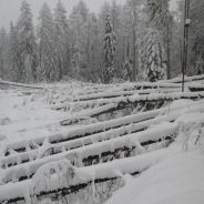 Bob Cortina – Osservazioni sul taglio del bosco di Ronco, di L. Casanova